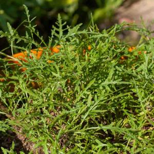 Roquette Sauvage - Légumes d'Autrefois